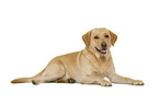 Labrador Retriever in front of white background