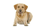 Labrador Retriever in front of white background