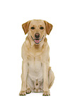 Labrador Retriever in front of white background