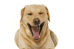 Labrador Retriever in front of white background