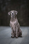 Labrador Retriever with colour dilution alopecia