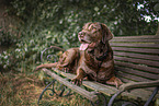 lying Labrador Retriever