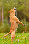 playing Labrador Retriever