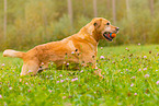 playing Labrador Retriever