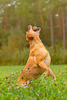 playing Labrador Retriever