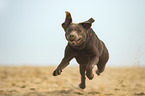running Labrador Retriever
