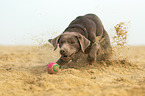 playing Labrador Retriever