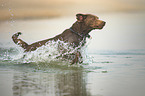 running Labrador Retriever