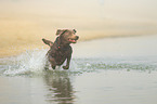 running Labrador Retriever