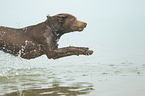 jumping Labrador Retriever