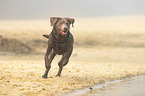 running Labrador Retriever