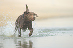 running Labrador Retriever