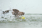 playing Labrador Retriever