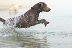running Labrador Retriever