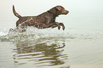 jumping Labrador Retriever