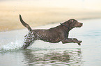 running Labrador Retriever