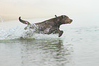 running Labrador Retriever