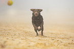 running Labrador Retriever