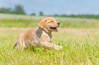 running Labrador Retriever Puppy