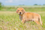 standing Labrador Retriever puppy