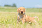 standing Labrador Retriever puppy
