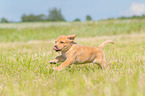 running Labrador Retriever Puppy