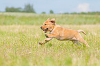running Labrador Retriever Puppy