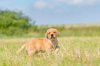 Labrador Retriever puppy