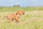 running Labrador Retriever Puppy