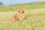 running Labrador Retriever Puppy