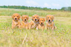 5 Labrador Retriever Puppies