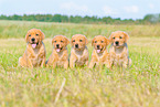 5 Labrador Retriever Puppies