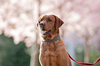 Redfox Labrador Retriever