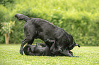 2 playing Labrador Retriever