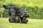2 playing Labrador Retriever