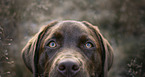 Labrador Retriever eyes