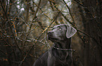 Labrador Retriever Portrait