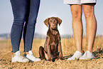 young Labrador Retriever