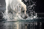 Labrador Retriever in the water