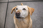 Labrador Retriever Portrait
