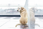 sitting Labrador Retriever