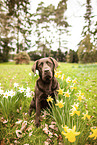 sitting Labrador Retriever