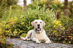 lying Labrador Retriever