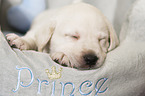 sleeping Labrador Retriever puppy