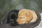 sleeping Labrador Retriever puppies