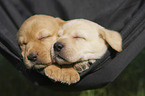 sleeping Labrador Retriever puppies