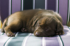 sleeping Labrador Retriever puppy
