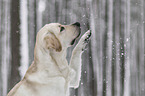 blonde Labrador Retriever