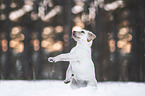 young blonde Labrador Retriever