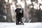 young brown Labrador Retriever